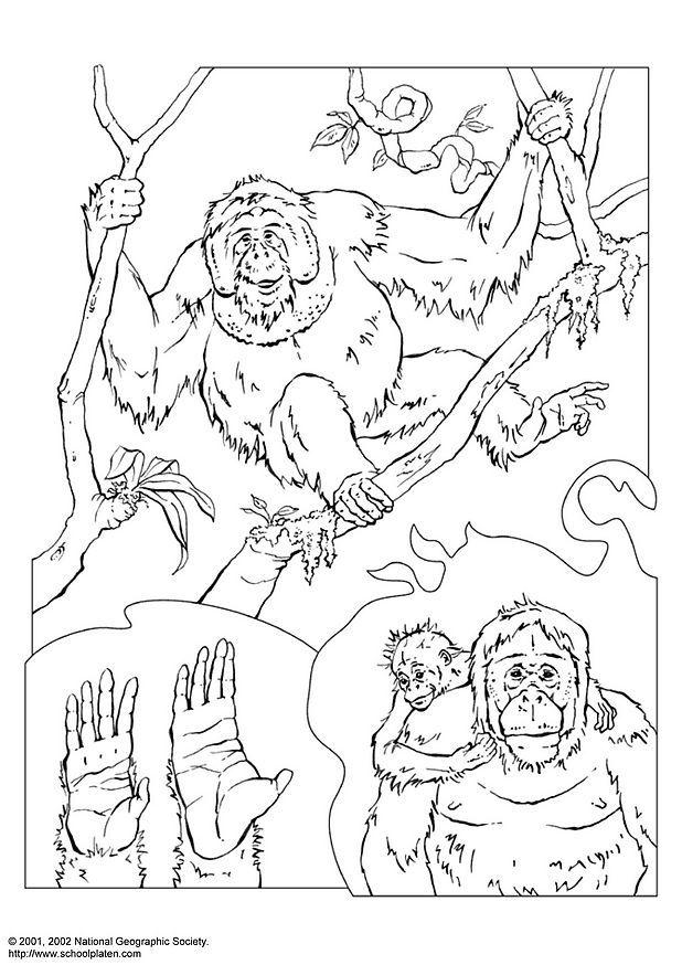 Coloring page orangutan