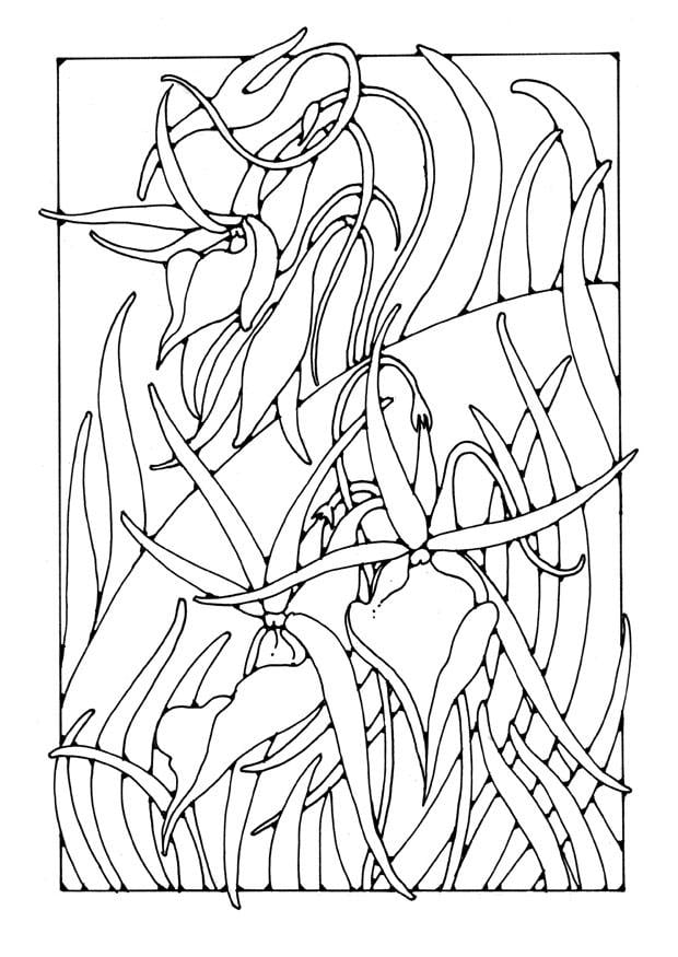 Coloring page orchid