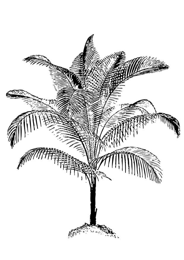 Coloring page palm tree