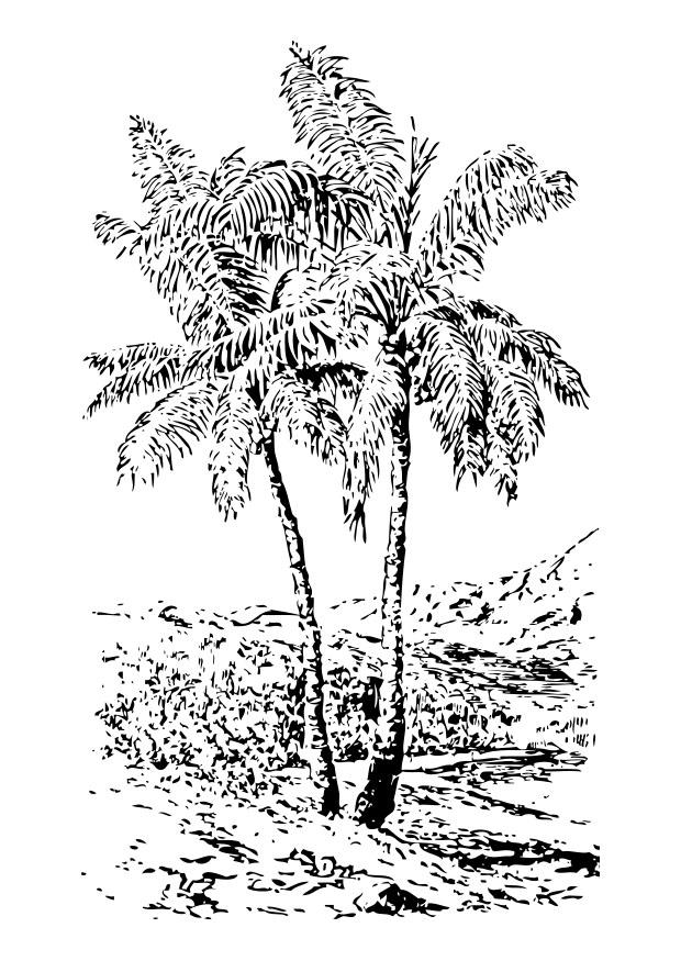 Coloring page palm tree