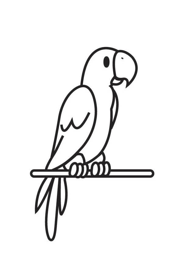 Coloring page parrot