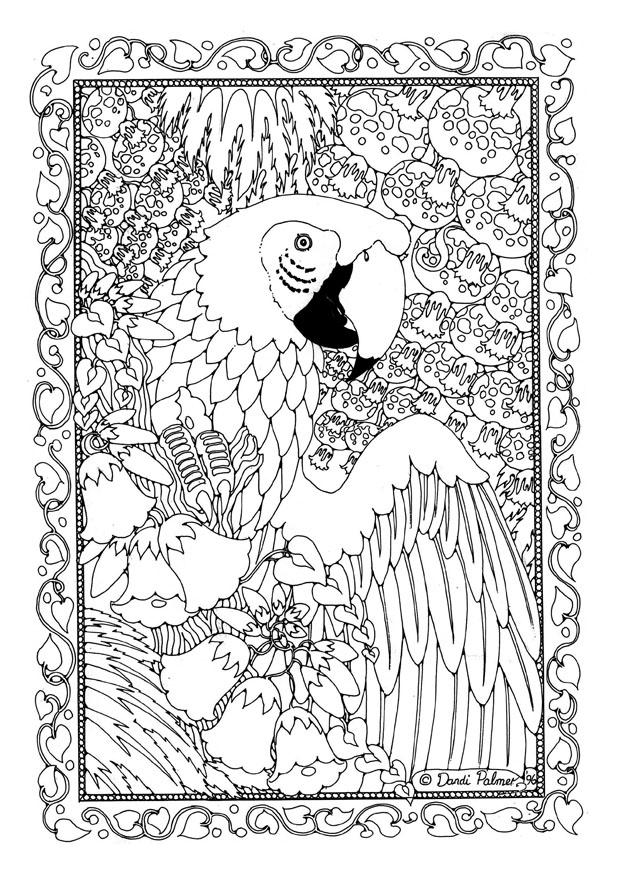 Coloring page parrot