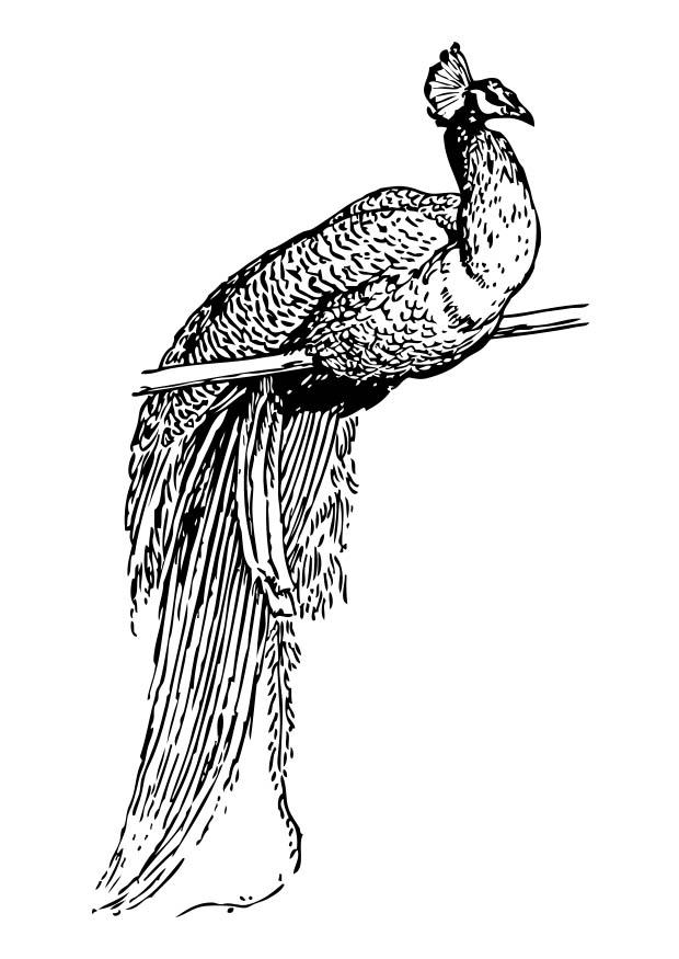 Coloring page peacock