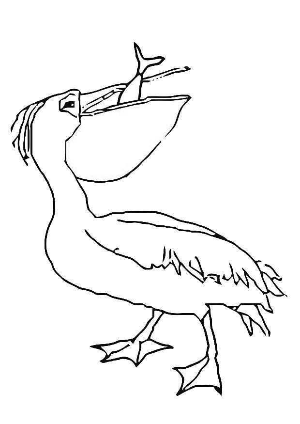 Coloring page pelican eats fish