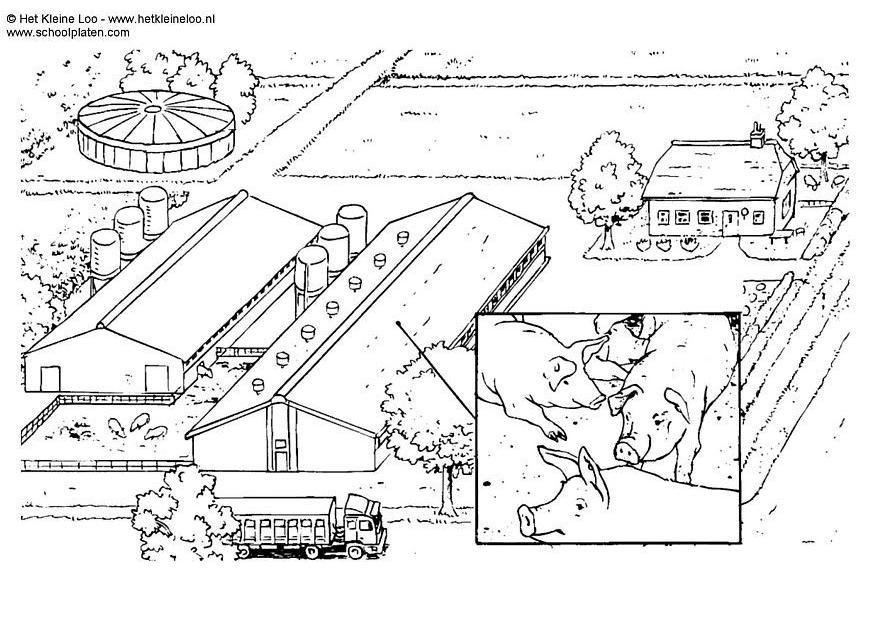 Coloring page pig breeding farm