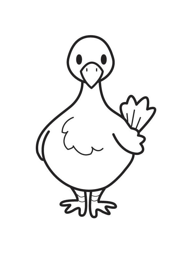 Coloring page pigeon