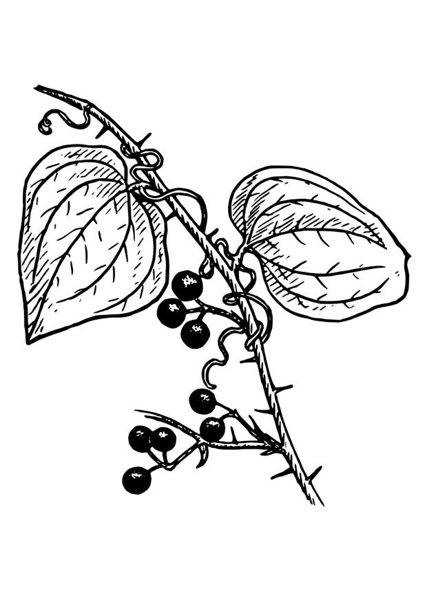 Coloring page plant