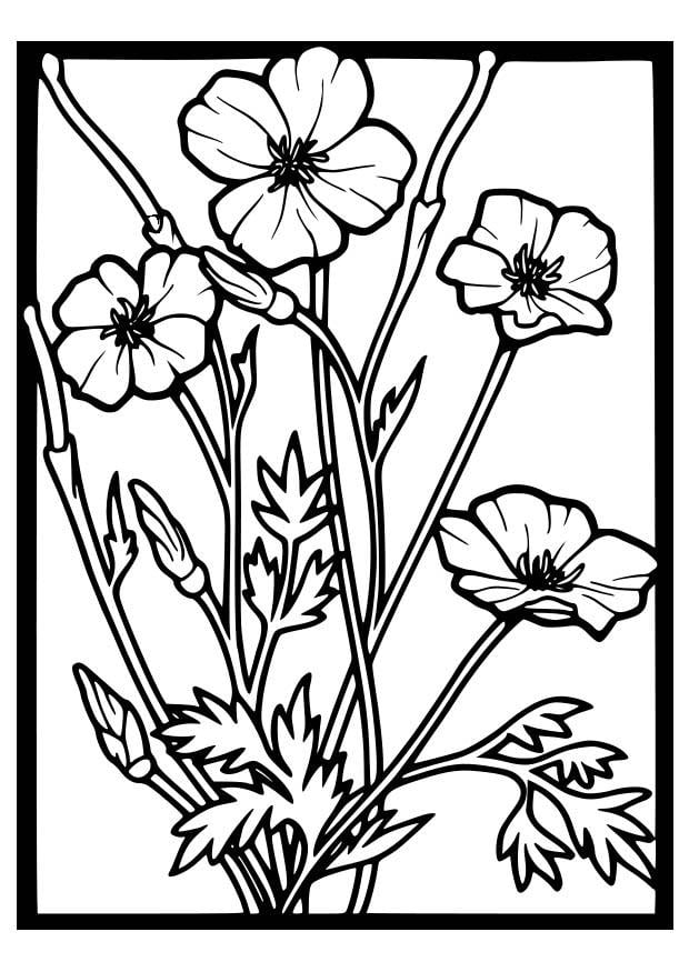 Coloring page poppies