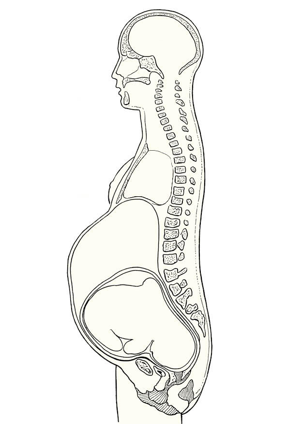 Coloring page pregnancy cross section