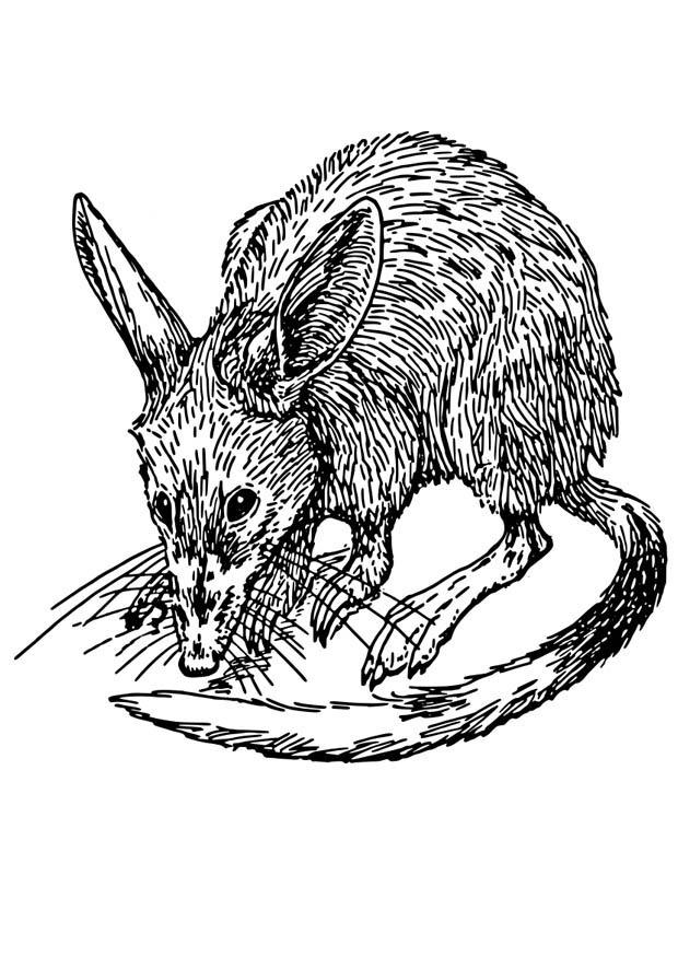 Coloring page rat - bandicoot