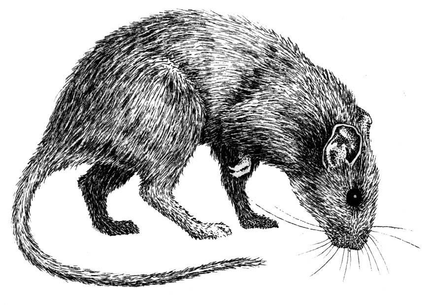 Coloring page rat