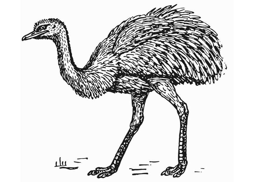 Coloring page rhea - ostrich