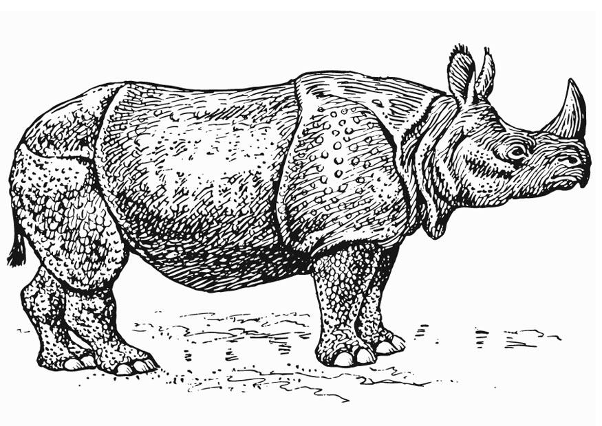 Coloring page rhinoceros