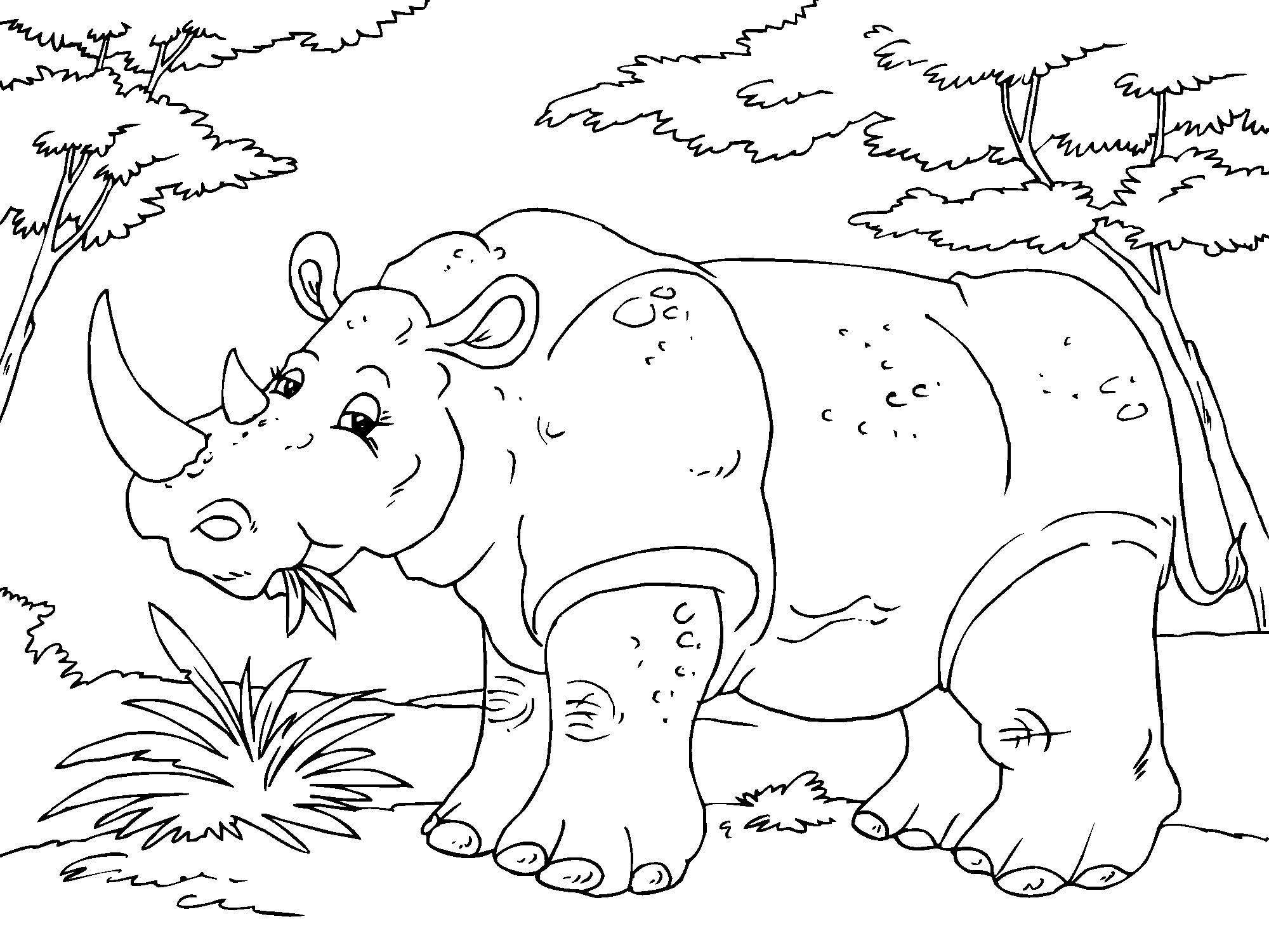 Coloring page rhinosceros