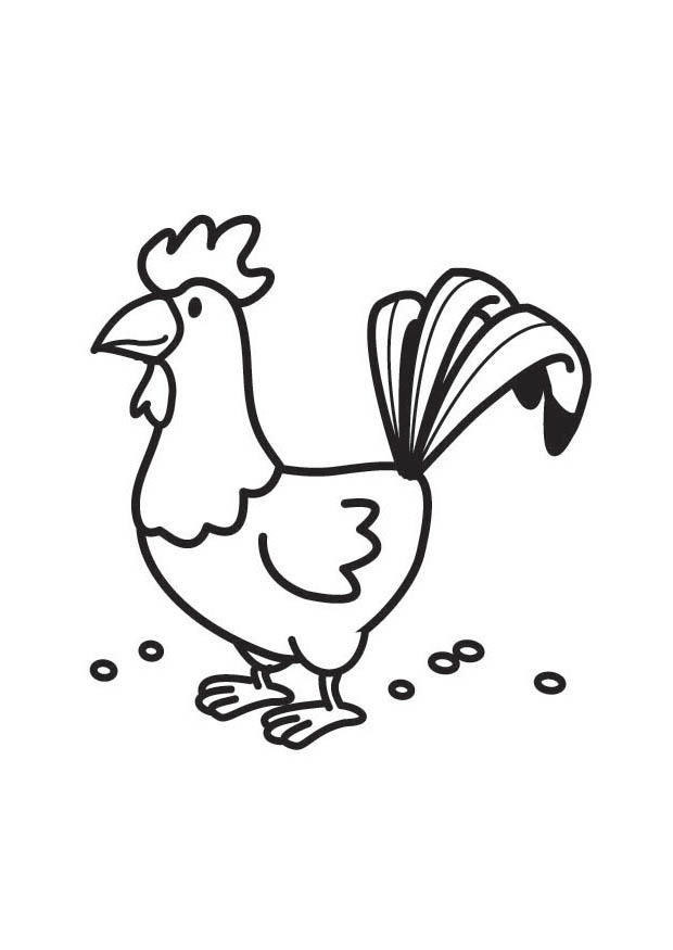 Coloring page rooster