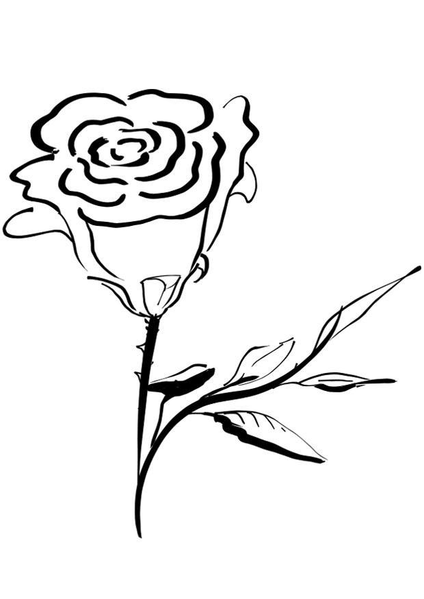 Coloring page rose