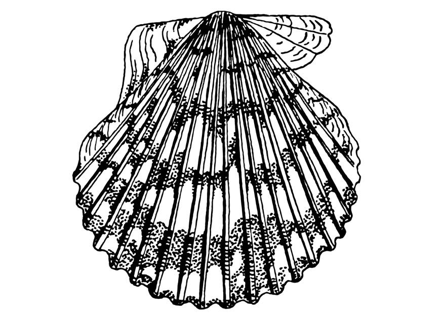 Coloring page scallop