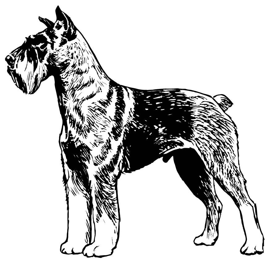 Coloring page schnauzer