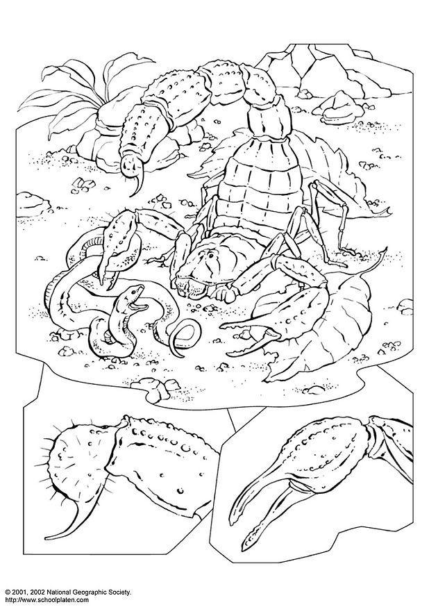 Coloring page scorpion