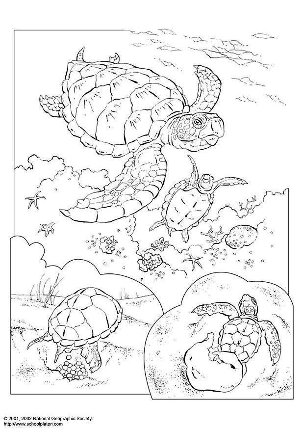 Coloring page sea turtle