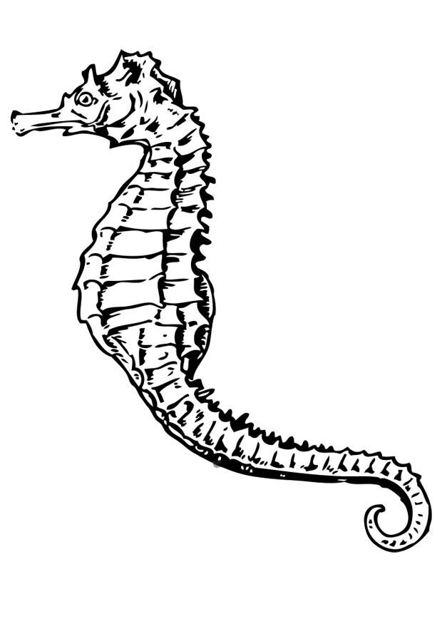 Coloring page seahorse