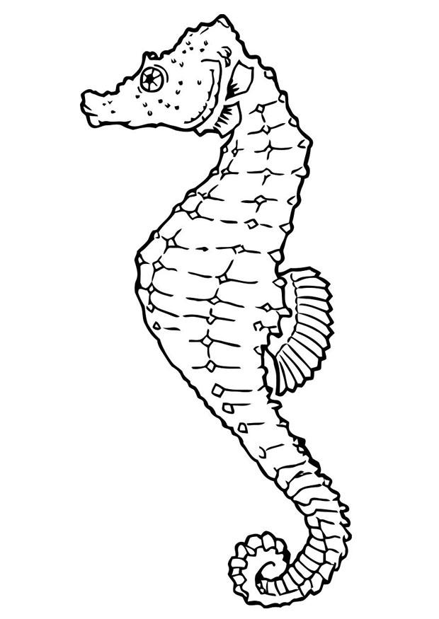 Coloring page seahorse