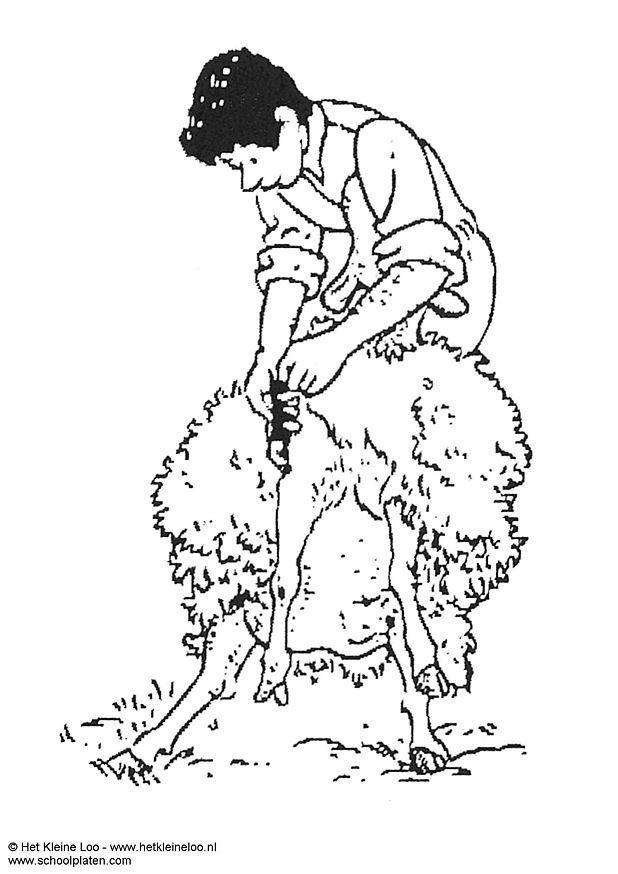 Coloring page shearing sheep