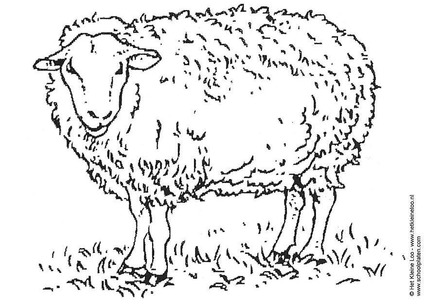 Coloring page sheep