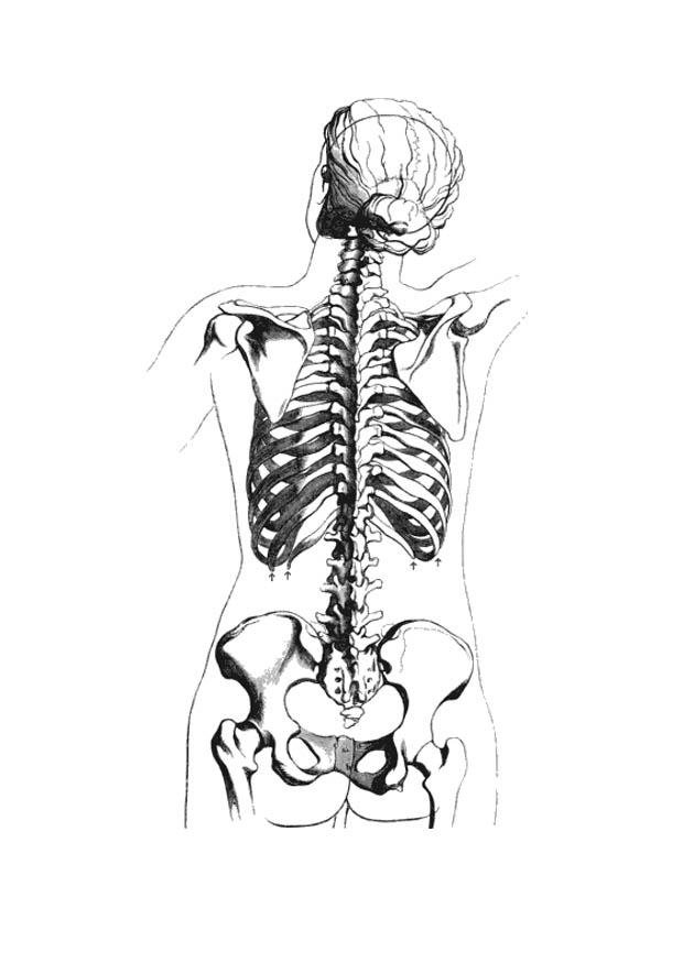 Coloring page skeleton back view