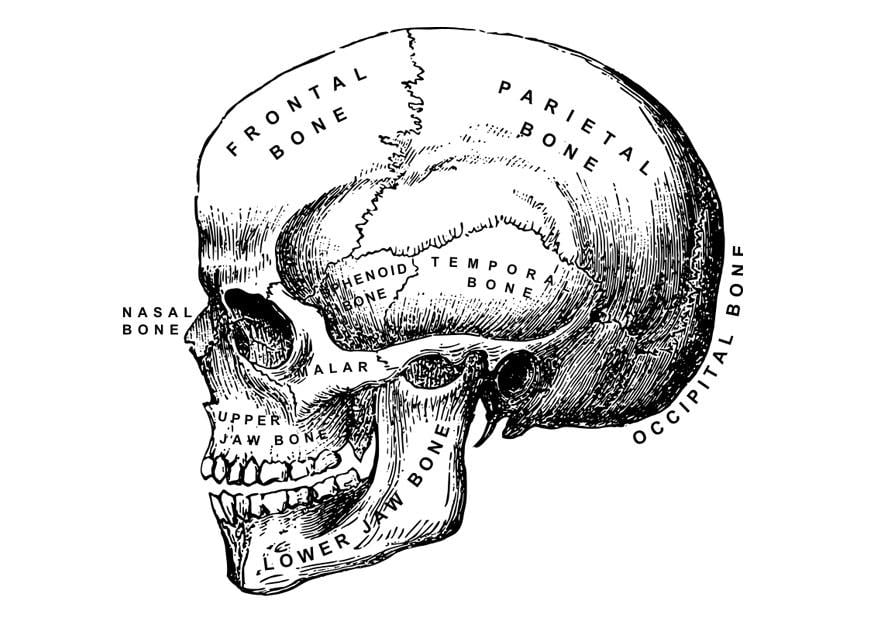 Coloring page skull