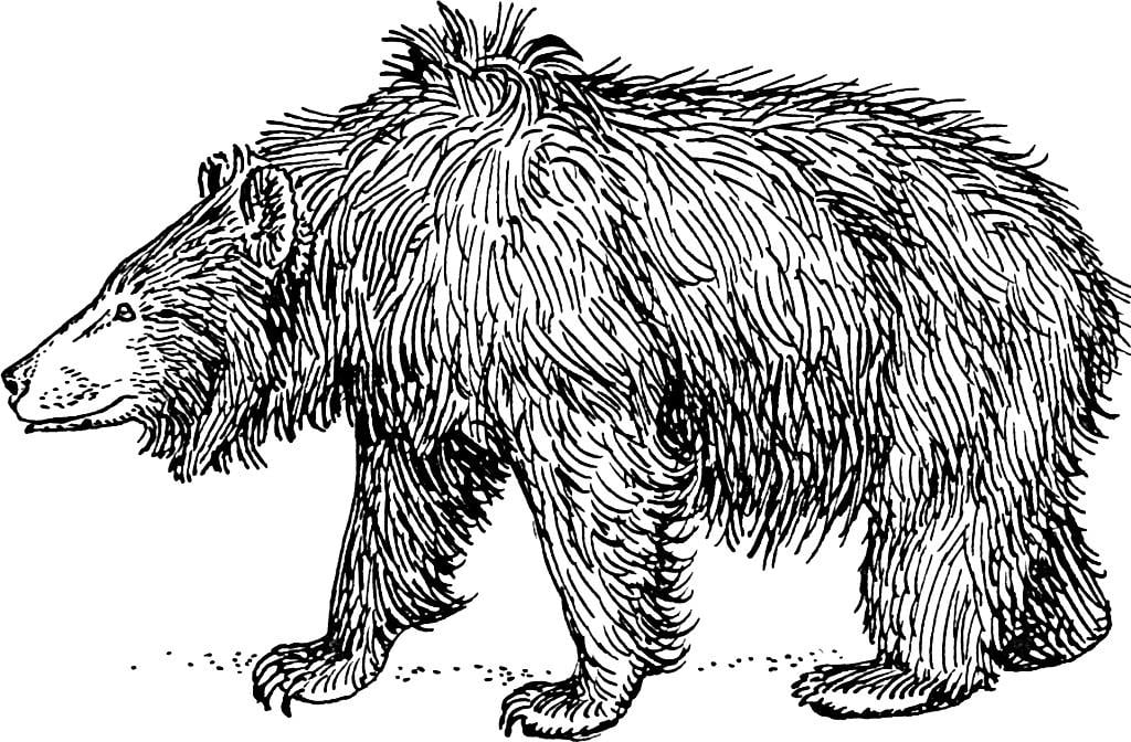 Coloring page sloth bear