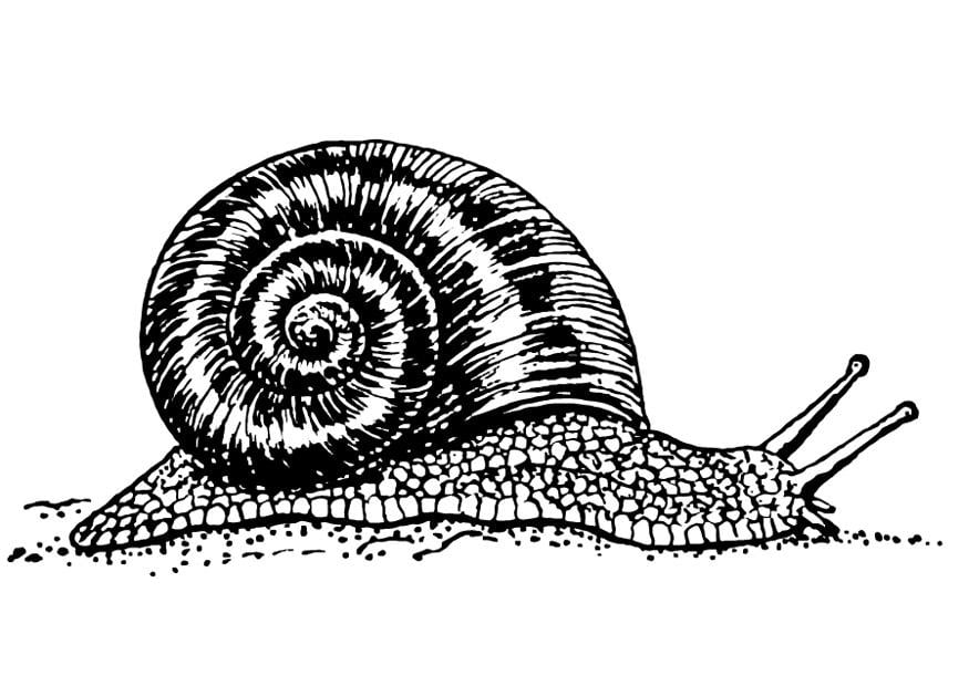 Coloring page snail