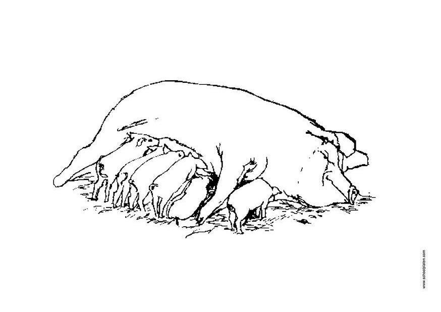 Coloring page sow