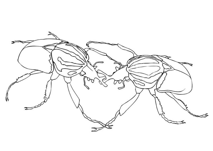 Coloring page sparring beetles