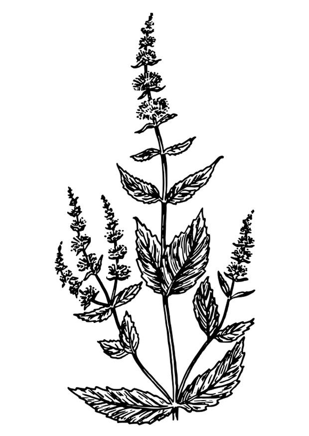 Coloring page spearmint