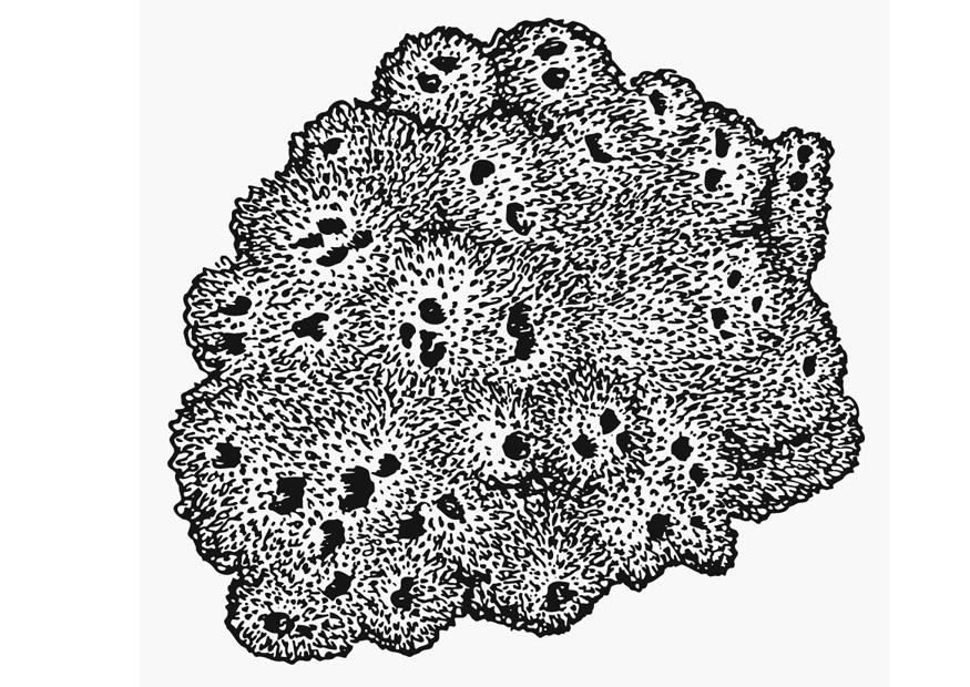 Coloring page sponge