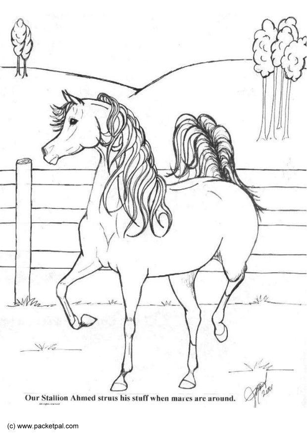 Coloring page stallion achmed