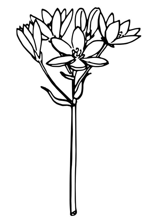 Coloring page star of bethlehem