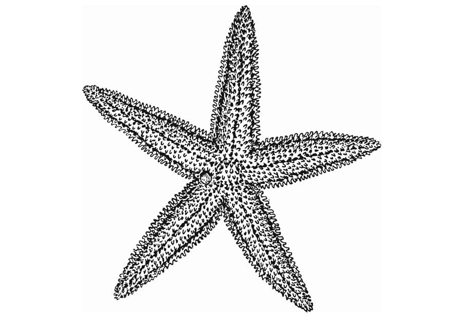 Coloring page starfish