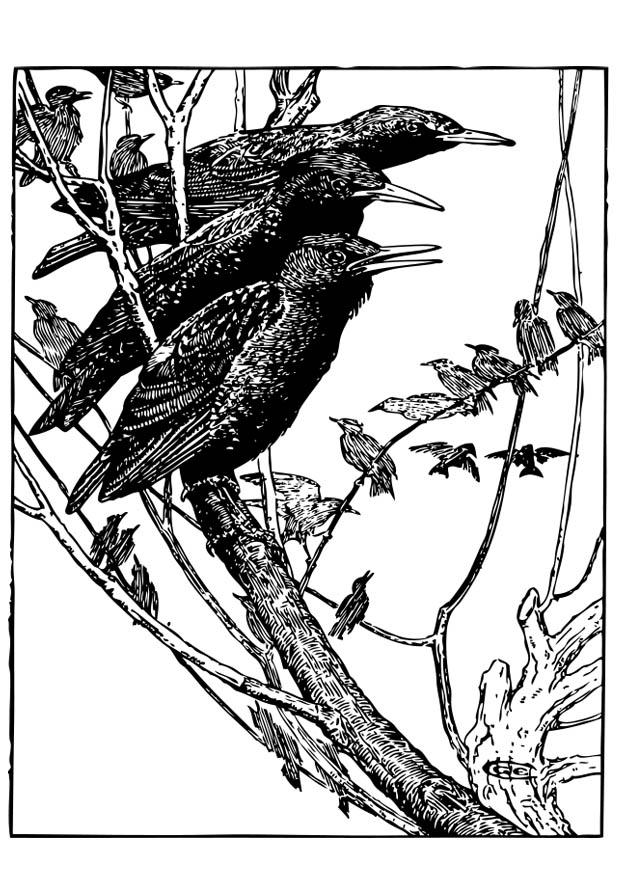 Coloring page starling