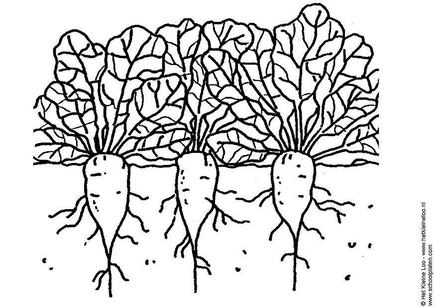 Coloring page sugar beets