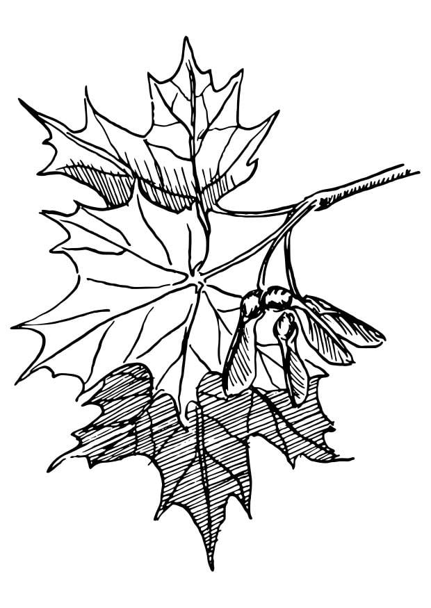 Coloring page sugar maple