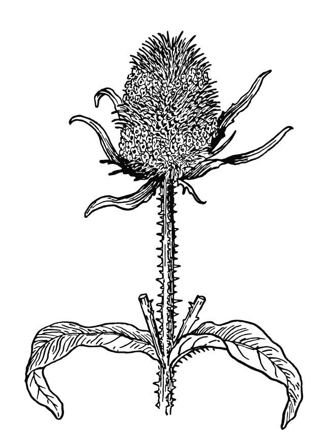 Coloring page thistle