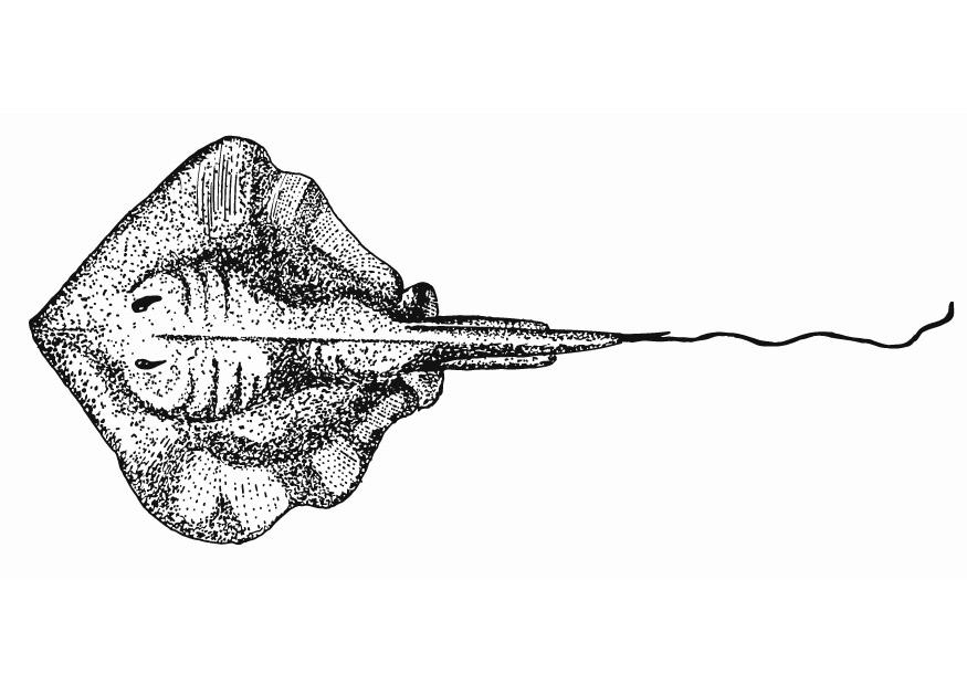 Coloring page thornback ray