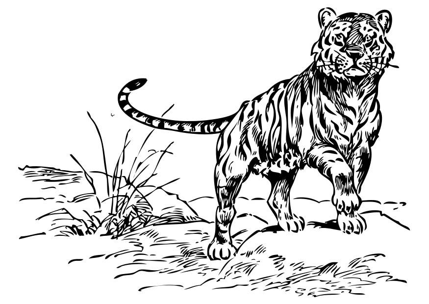 Coloring page tiger