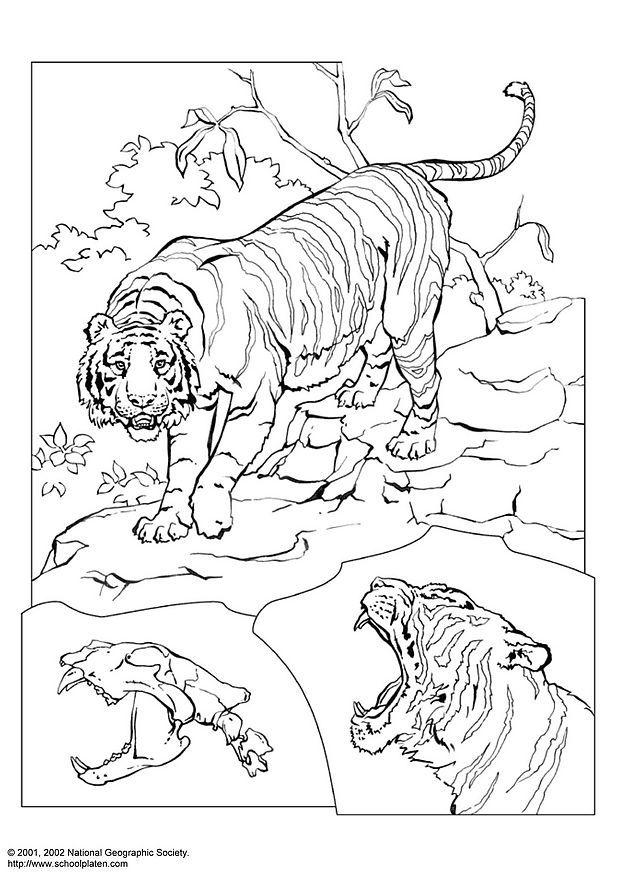 Coloring page tiger