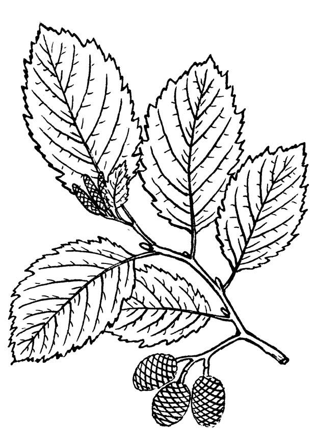 Coloring page tree - alder