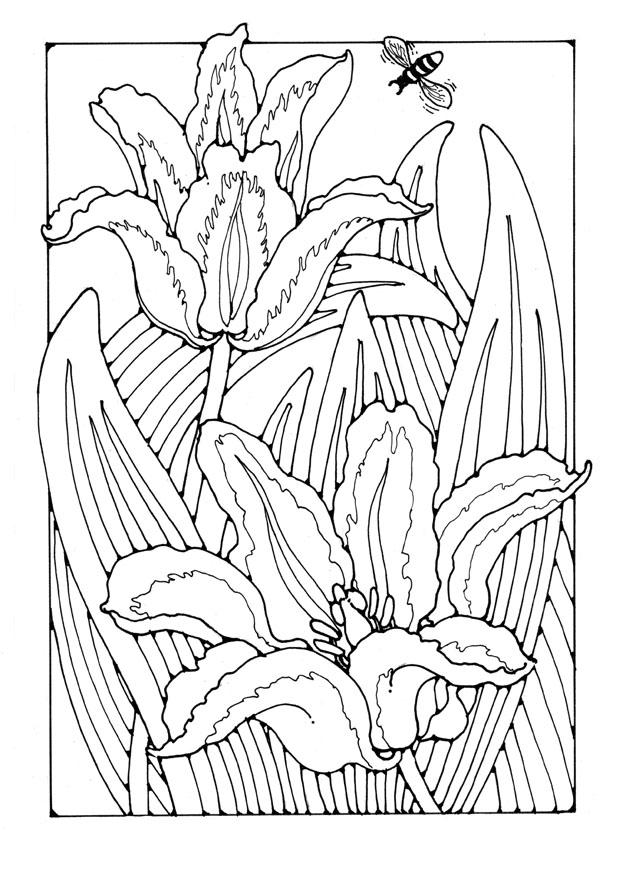 Coloring page tulips