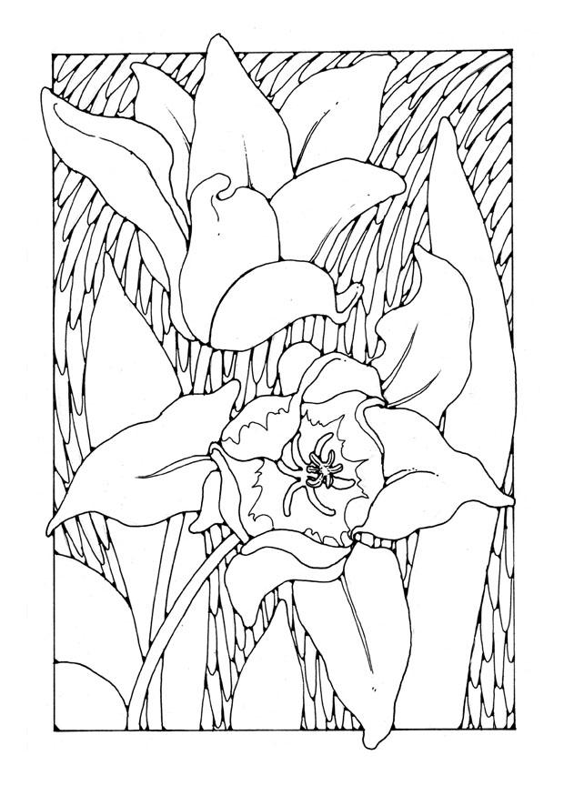 Coloring page tulips