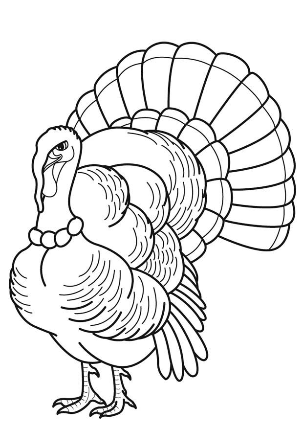 Coloring page turkey